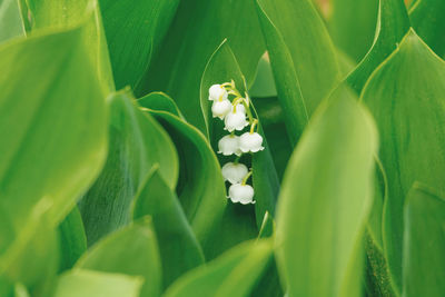 Close-up of white flowering plant