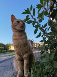 Cat sitting on a tree