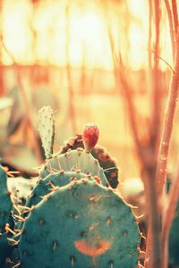 Close-up of succulent plant during sunset