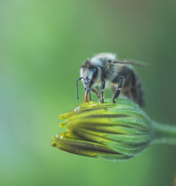 Close-up of insect on flower