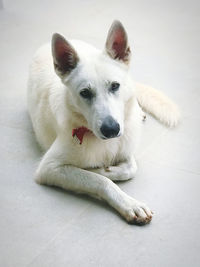 Portrait of dog lying down on floor