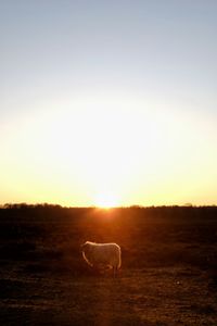 View of horse on field against sunset sky