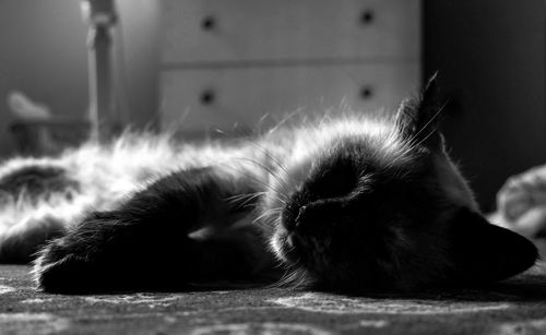 Close-up of a cat sleeping