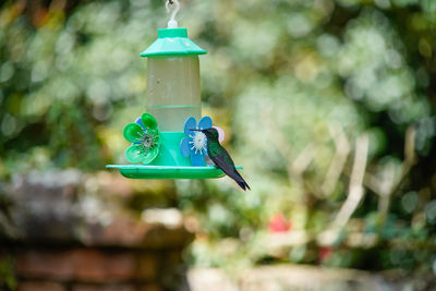 View of a bird feeder