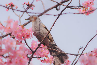 Low angle view of bird perching on tree