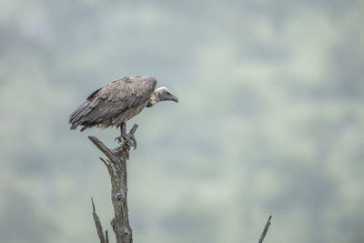 Low angle view of eagle perching on branch