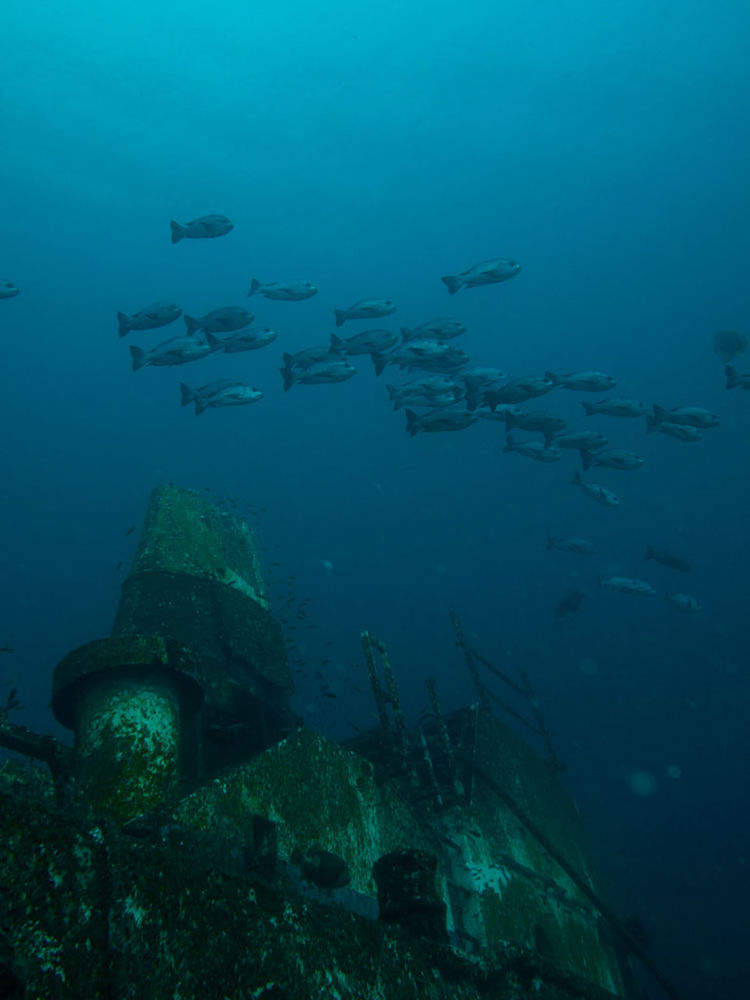 VIEW OF FISH SWIMMING IN SEA