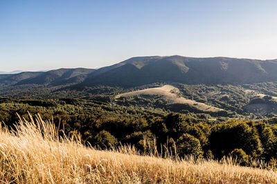 Scenic view of field against clear sky