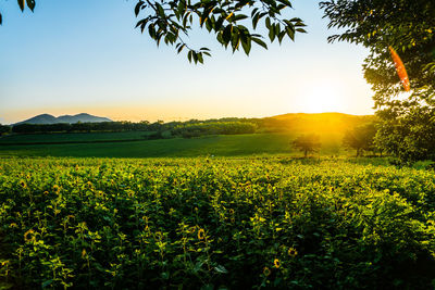 Scenic view of field against clear sky at sunset