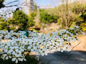 Close-up of white flowering plant