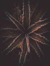 Full frame shot of palm tree