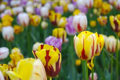 Close-up of yellow tulips on field