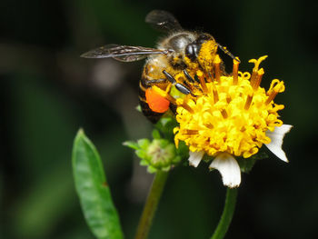 Close-up of bee pollinating on yellow flower