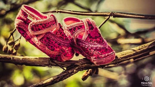 focus on foreground, close-up, red, selective focus, day, outdoors, no people, hanging, dry, nature, flower, metal, twig, part of, plant, branch, pink color, rope, tied up, protection