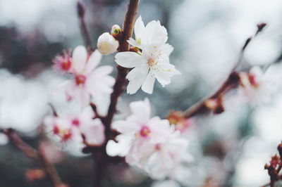 Cherry blossoms in spring