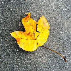 High angle view of yellow maple leaf on road