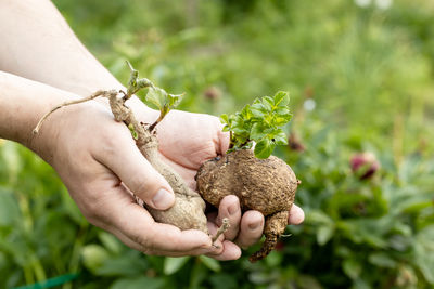 Cropped hand of man holding plant