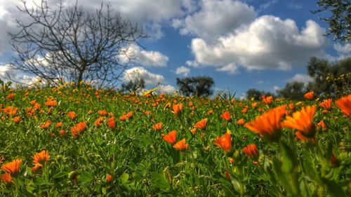 Yellow flowers blooming on field against cloudy sky