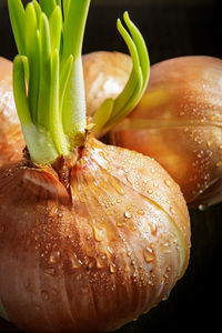 Large bulbs with sprouted green onions