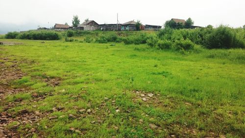 Scenic view of grassy field against sky