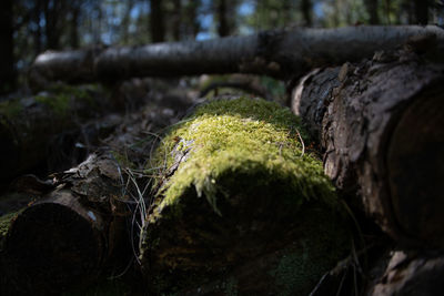 Close-up of tree trunk