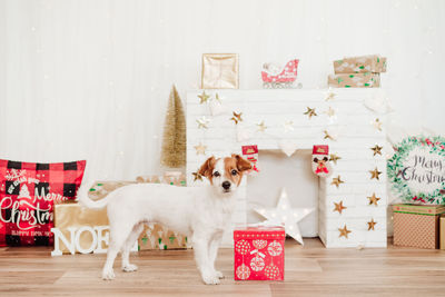 Cute jack russell dog standing by presents red box over christmas decoration at home or studio. 
