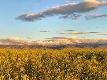 Yellow flowers growing on field against sky