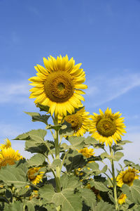 Close-up of yellow sunflower on field against sky