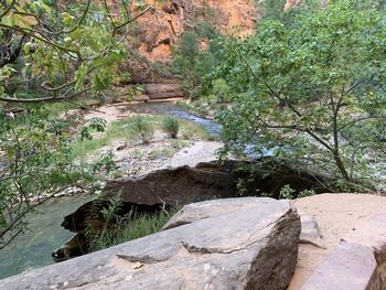 Scenic view of river amidst trees in forest