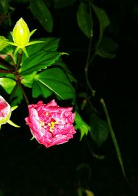 Close-up of pink rose blooming outdoors
