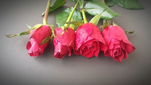 High angle view of pink roses on table
