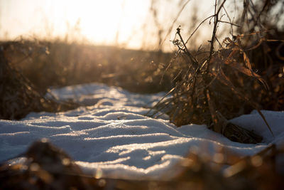 Close-up of snow on field against sky