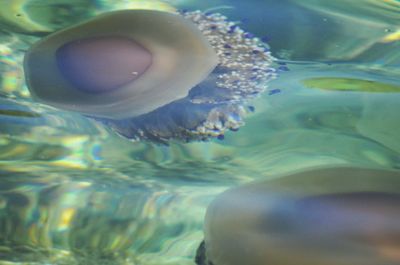 Close-up of jellyfish in water