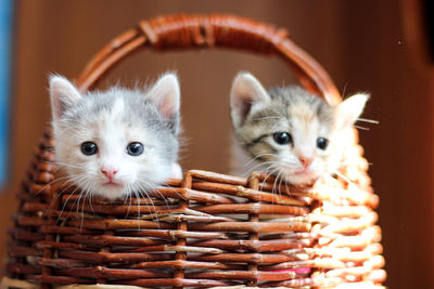 Two cute fluffy kittens peeking out of a wicker basket, pet care