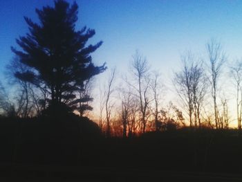 Silhouette of trees at sunset