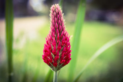 Close-up of pink flowering plant