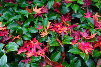 High angle view of red flowering plants