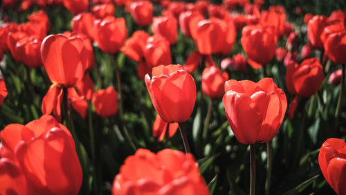 Close-up of red tulips in field