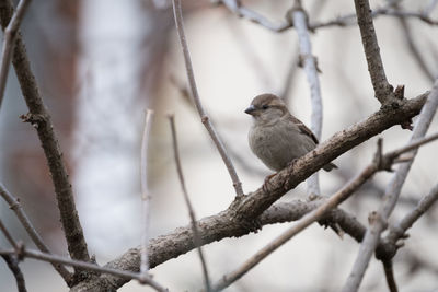 Low angle view of bird perching on branch