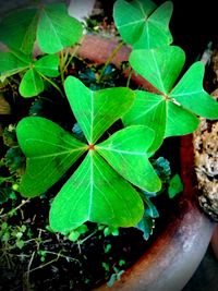 Close-up of leaves