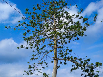 Low angle view of flowering tree against blue sky