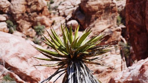 Close-up of plant growing on rock