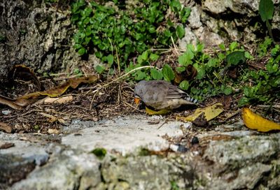 Close-up of bird on tree