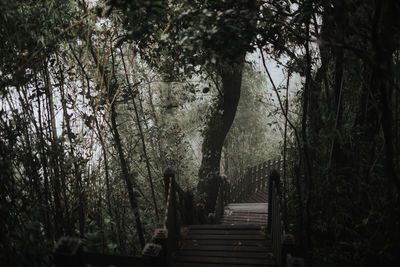 Empty bench amidst trees in forest