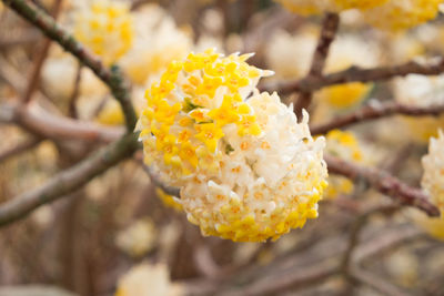 Close-up of yellow flowering plant