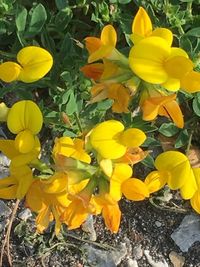 Close-up of yellow crocus blooming on field