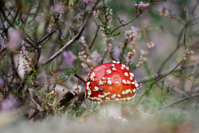 Close-up of fly agaric mushroom on field