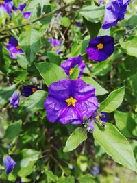 Close-up of purple flowers