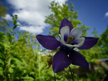 Close-up of purple flowering plant against blue sky