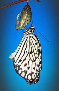 Close-up of butterfly against clear blue sky